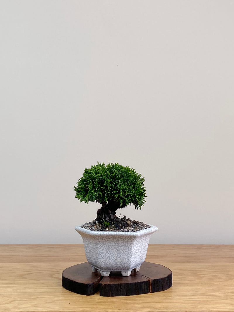 JAPANESE HINOKI CYPRESS (HC2103021)