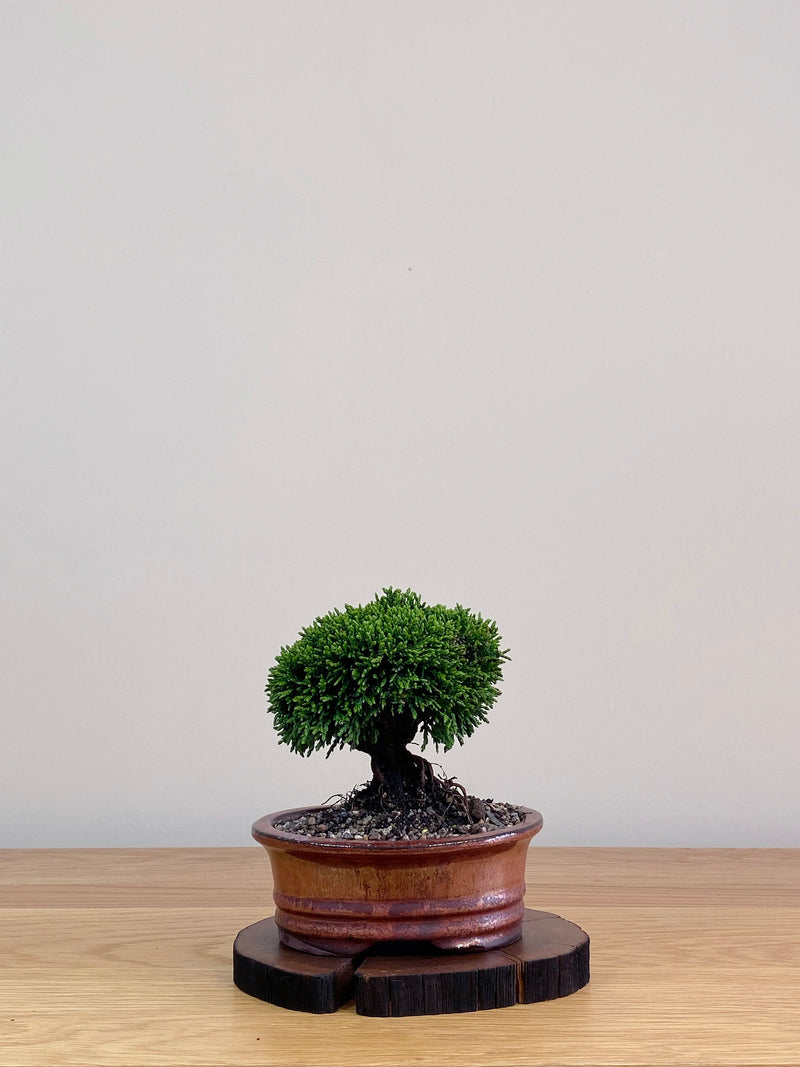 JAPANESE HINOKI CYPRESS (HC2103022)