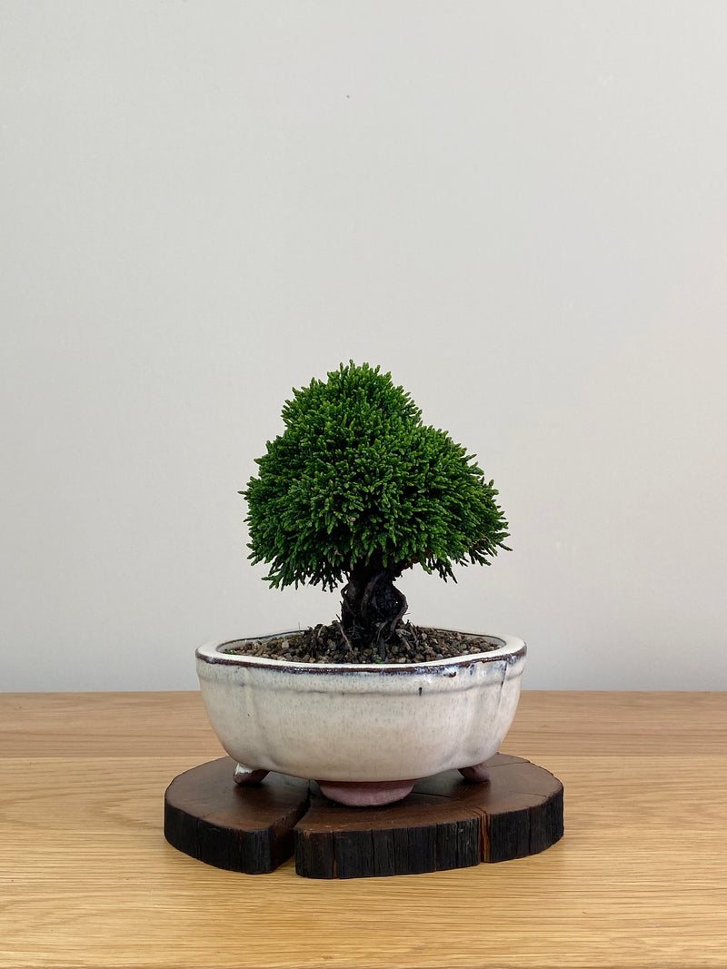 JAPANESE HINOKI CYPRESS (HC2103027)
