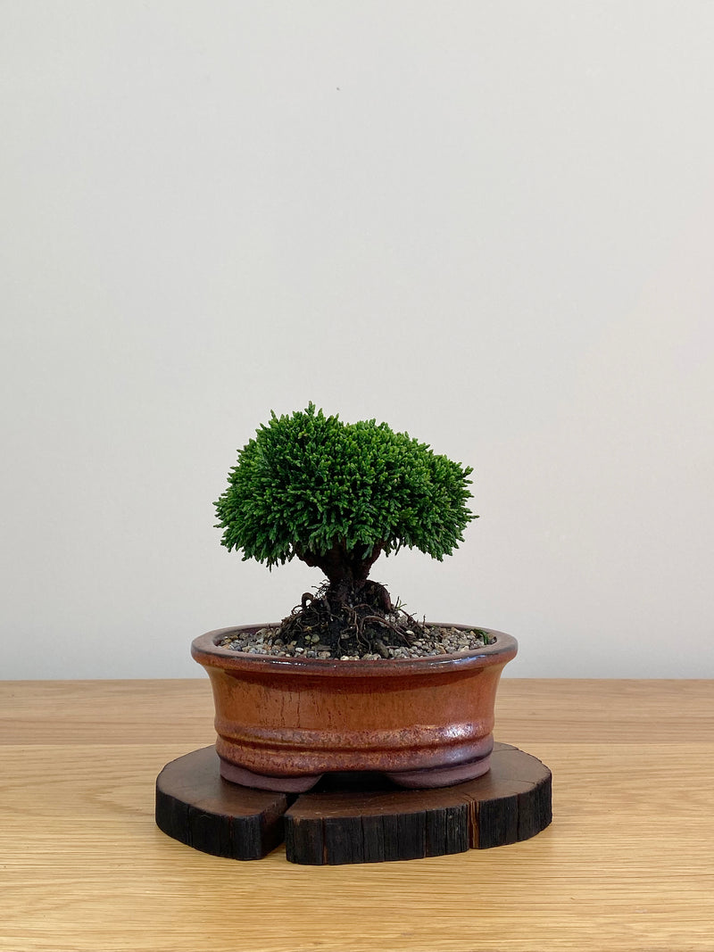 JAPANESE HINOKI CYPRESS (HC2103029)