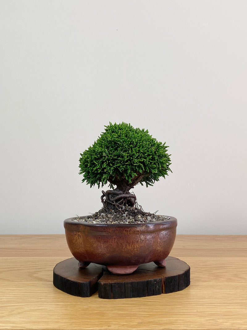 JAPANESE HINOKI CYPRESS (HC2103030)