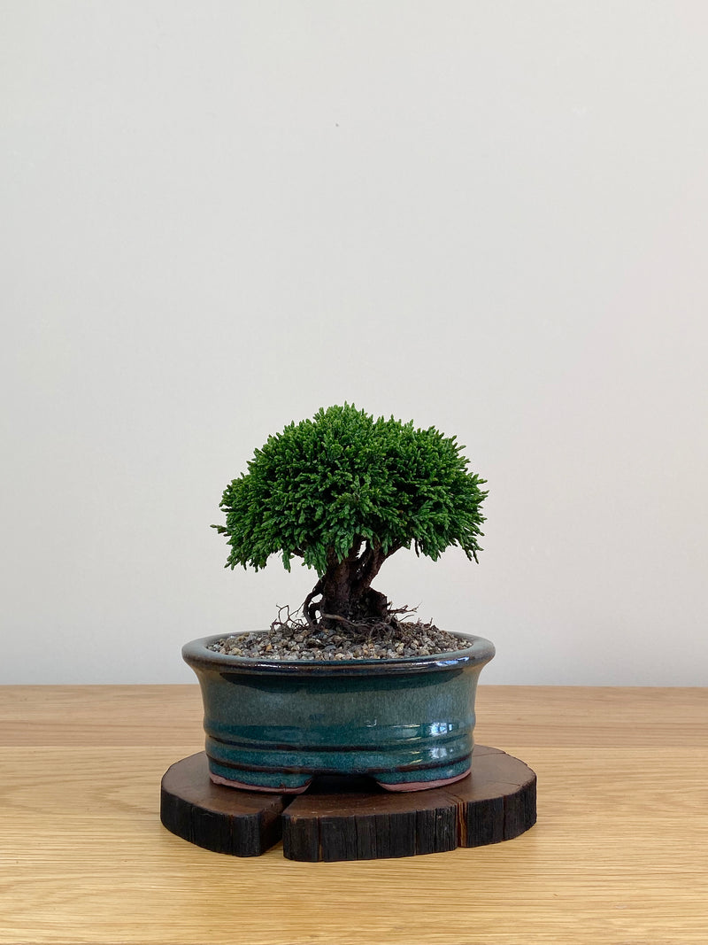 JAPANESE HINOKI CYPRESS (HC2103032)