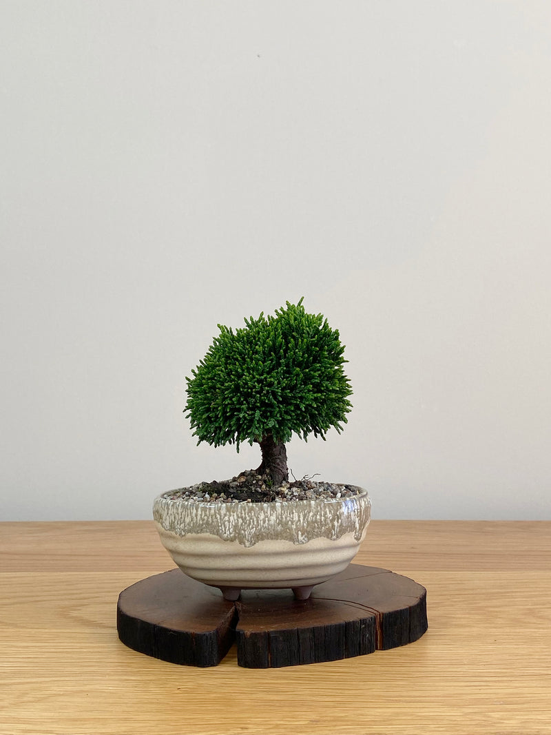 JAPANESE HINOKI CYPRESS (HC2103036)