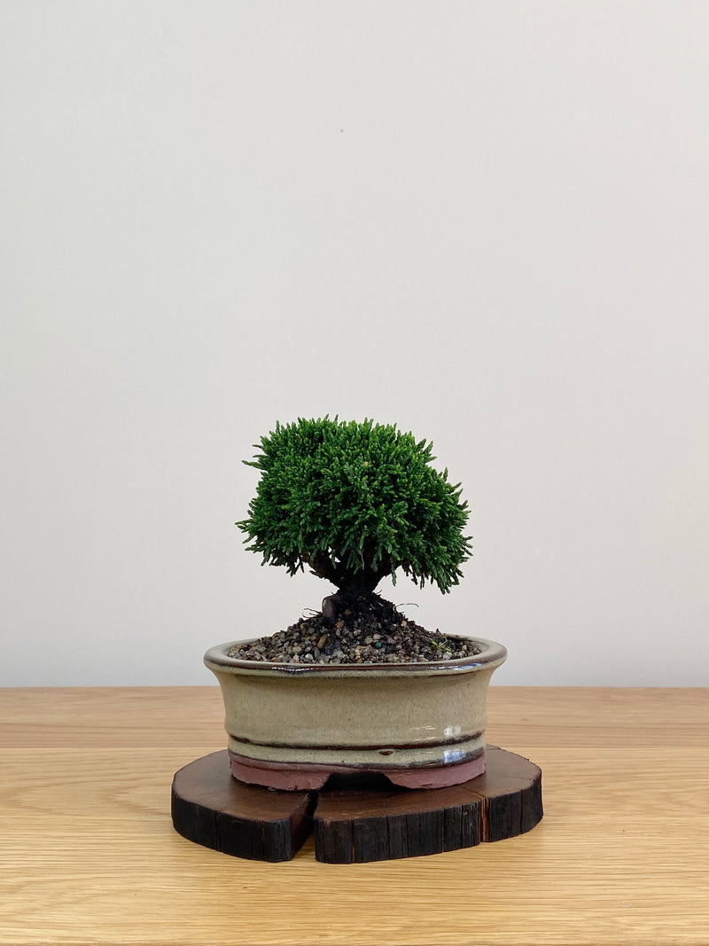 JAPANESE HINOKI CYPRESS (HC2103038)