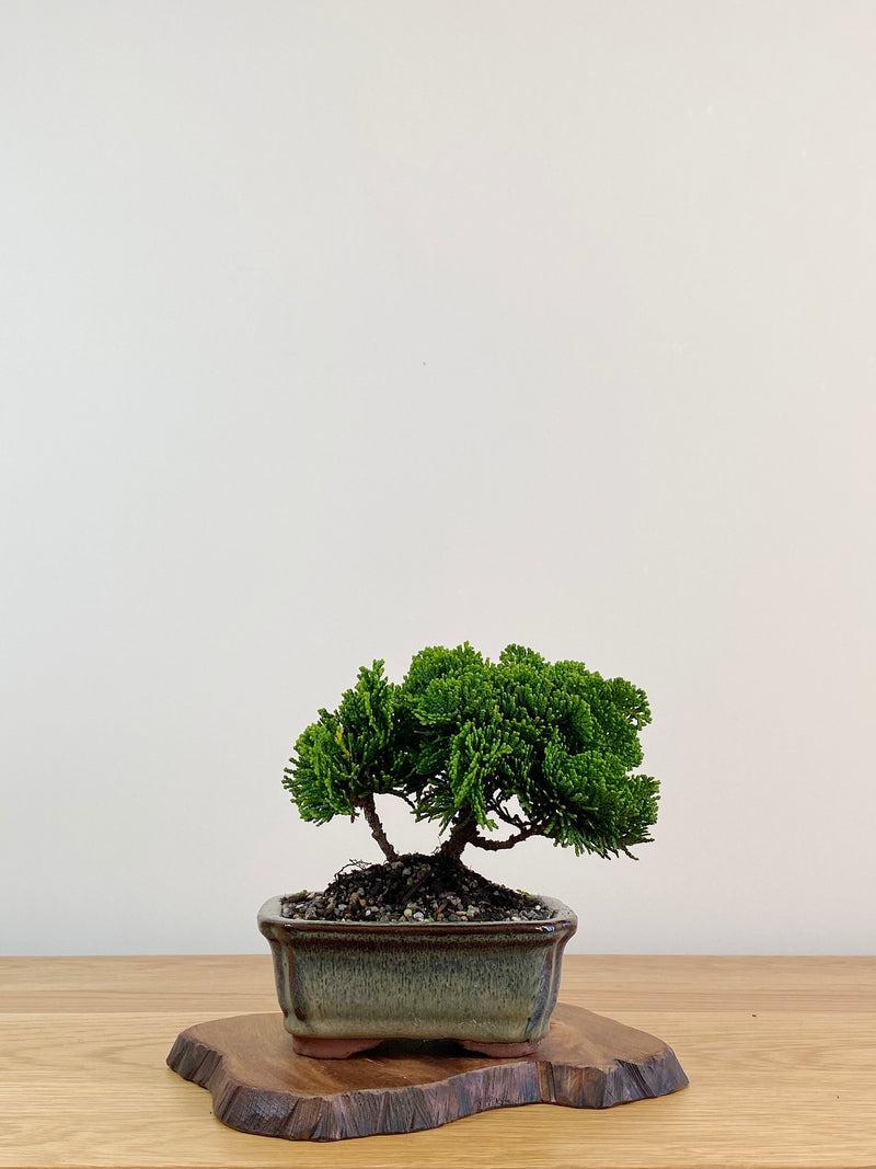 JAPANESE HINOKI CYPRESS (HC2104001)