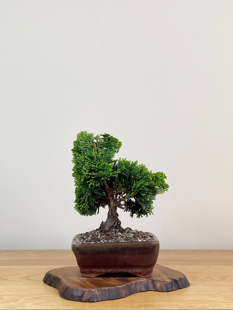 JAPANESE HINOKI CYPRESS (HC2104002)