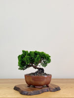 JAPANESE HINOKI CYPRESS (HC2104003)