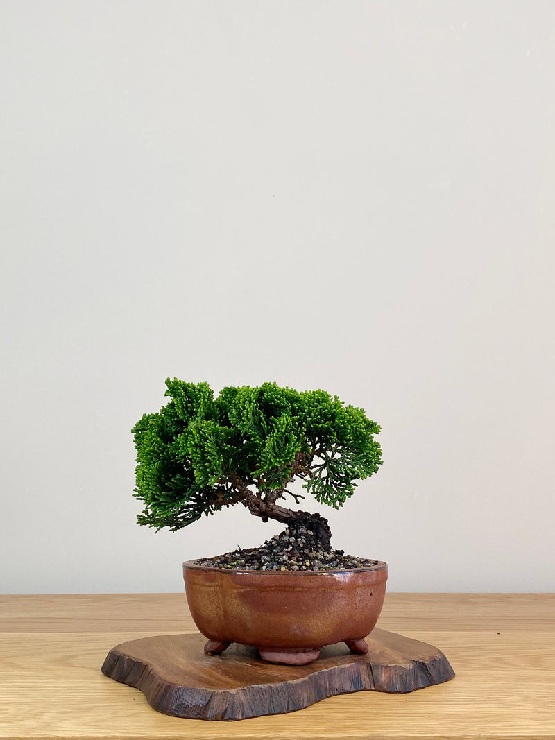 JAPANESE HINOKI CYPRESS (HC2104003)