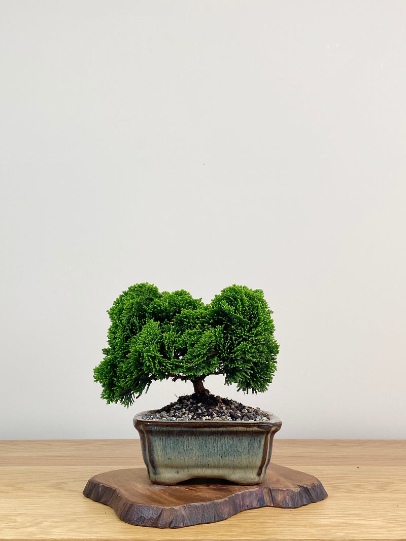 JAPANESE HINOKI CYPRESS (HC2104004)