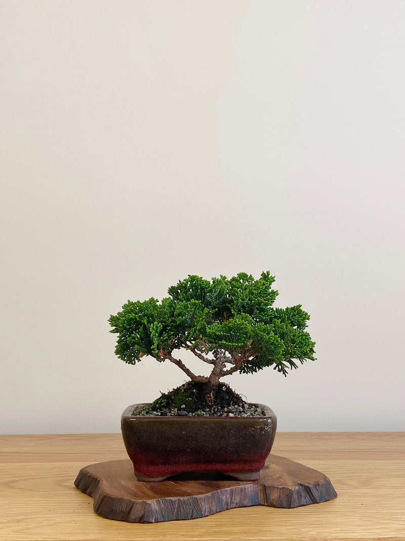 JAPANESE HINOKI CYPRESS (HC2104005)