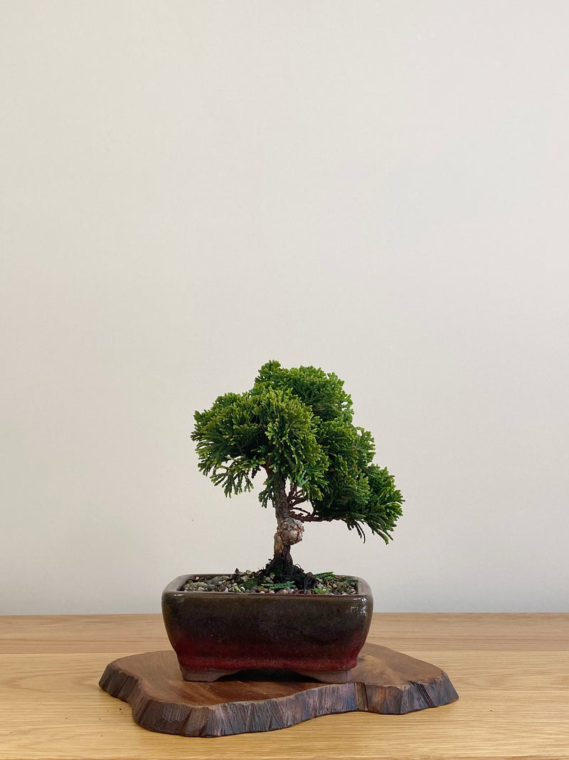 JAPANESE HINOKI CYPRESS (HC2104006)