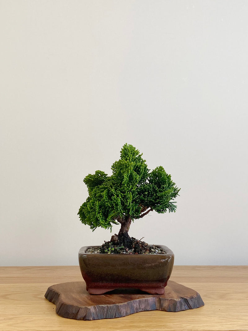 JAPANESE HINOKI CYPRESS (HC2104007)