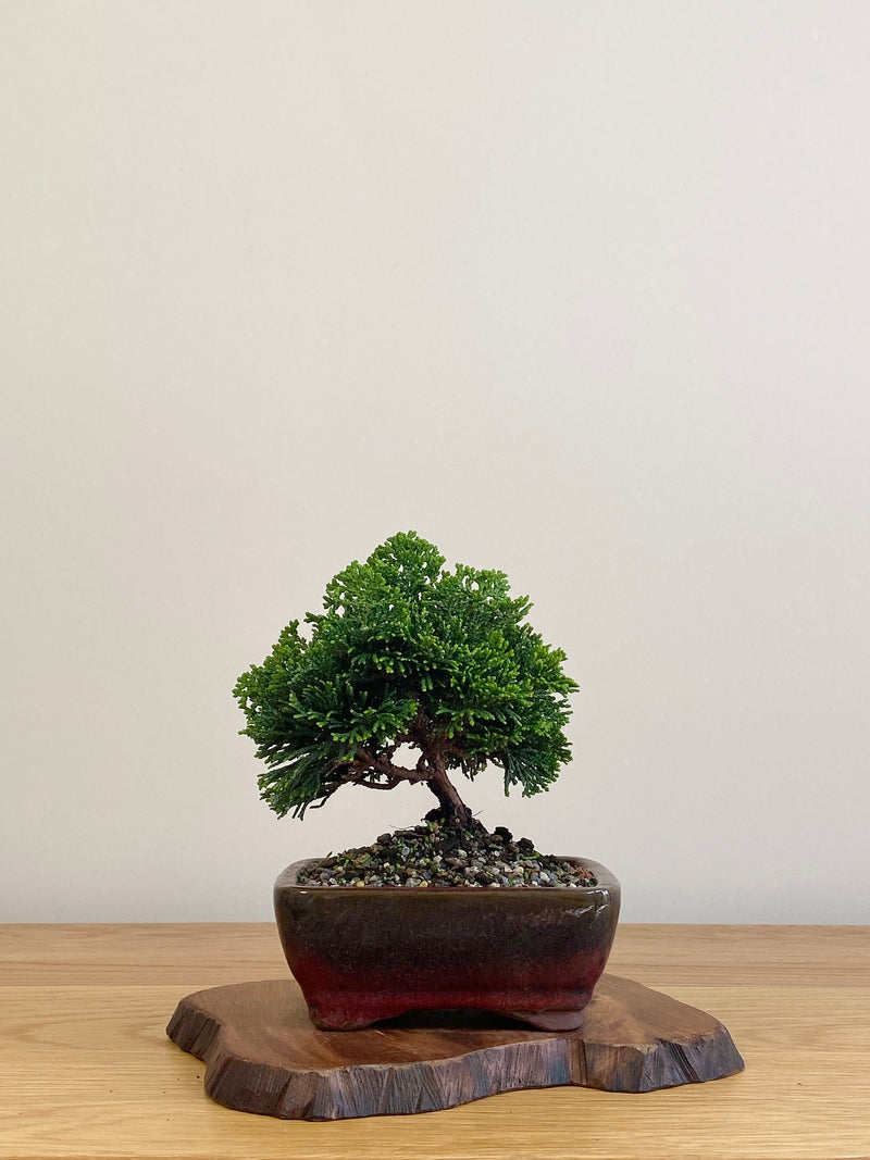 JAPANESE HINOKI CYPRESS (HC2104008)