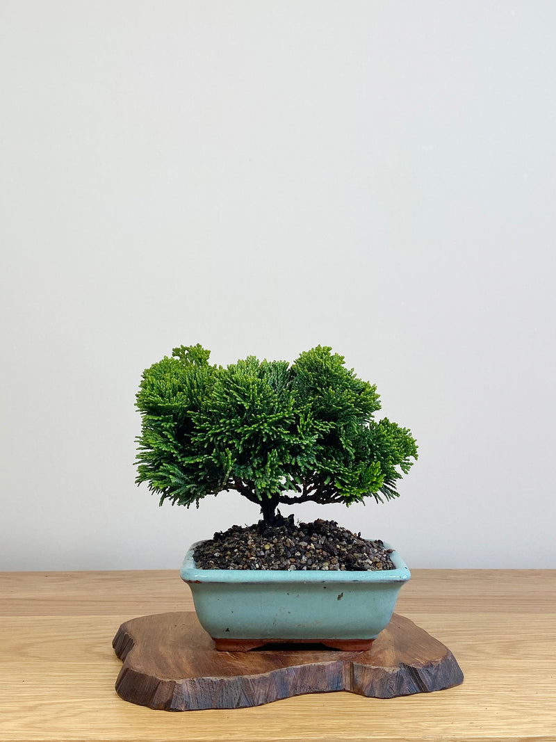 JAPANESE HINOKI CYPRESS (HC2104050)