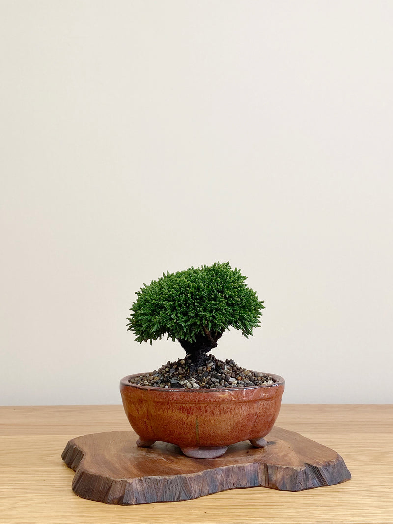 JAPANESE HINOKI CYPRESS (HC2104055)