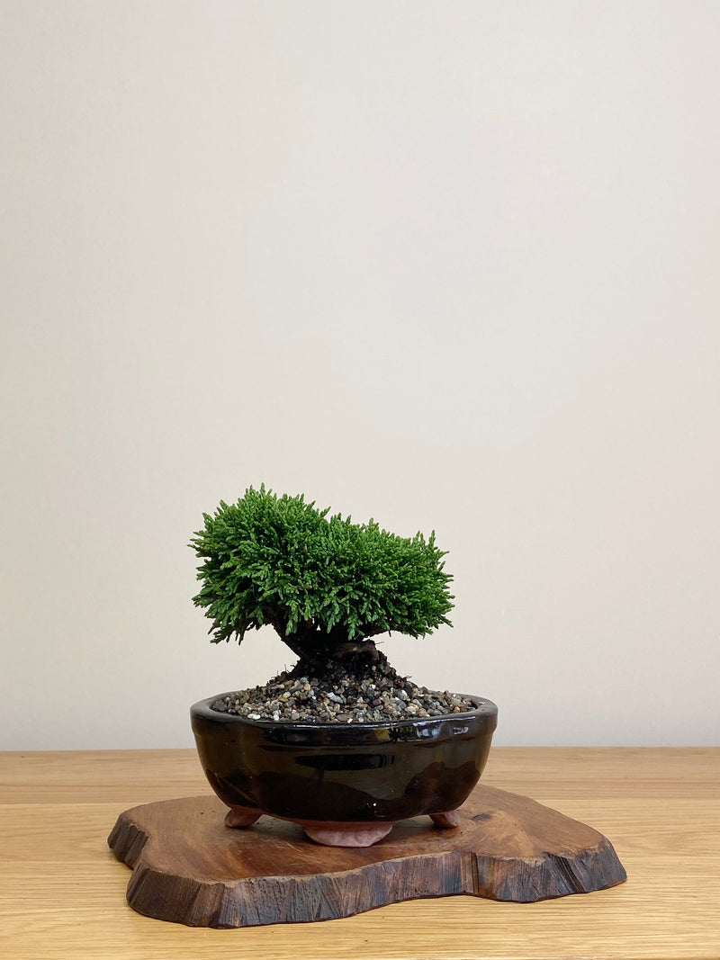 JAPANESE HINOKI CYPRESS (HC2104058)