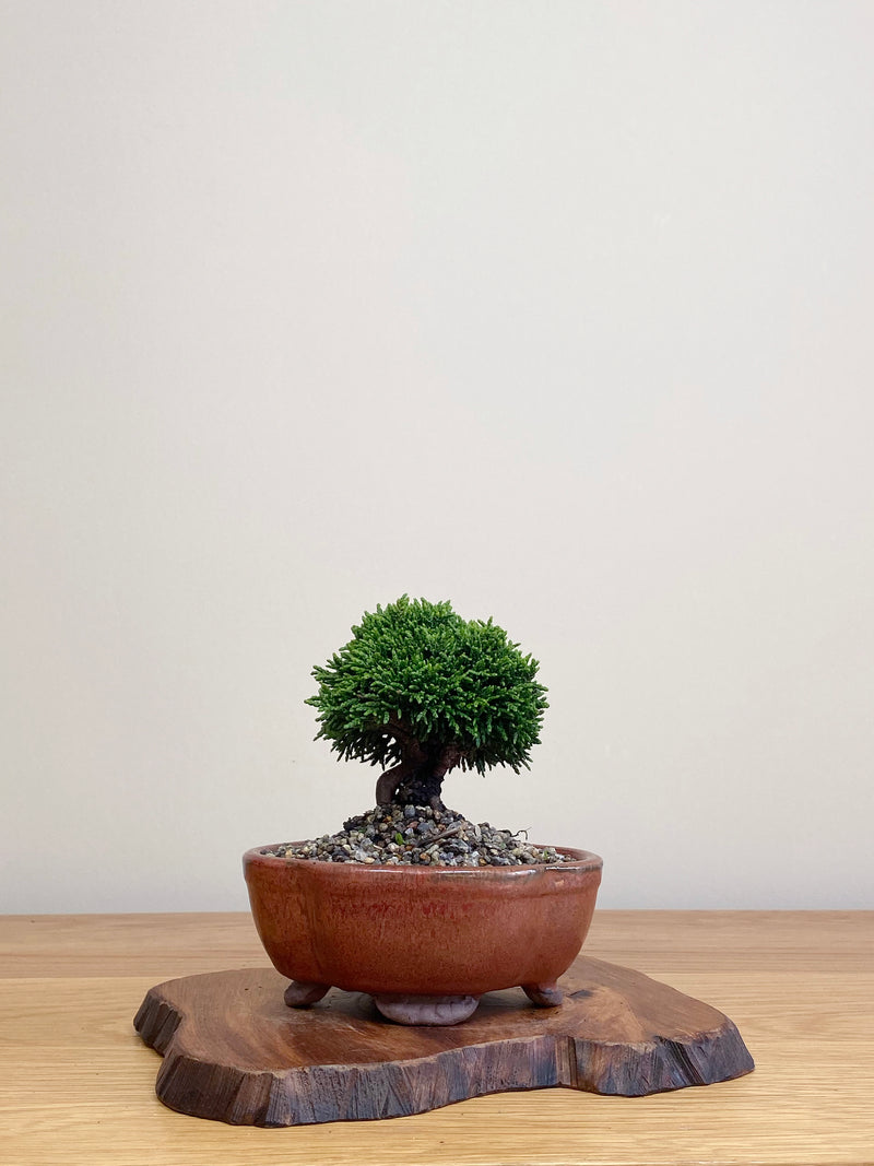 JAPANESE HINOKI CYPRESS (HC2104060)