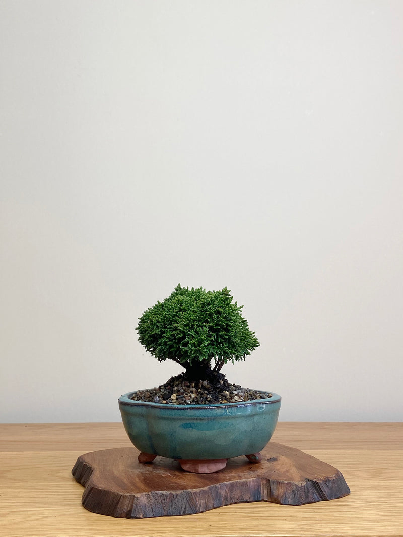 JAPANESE HINOKI CYPRESS (HC2104062)