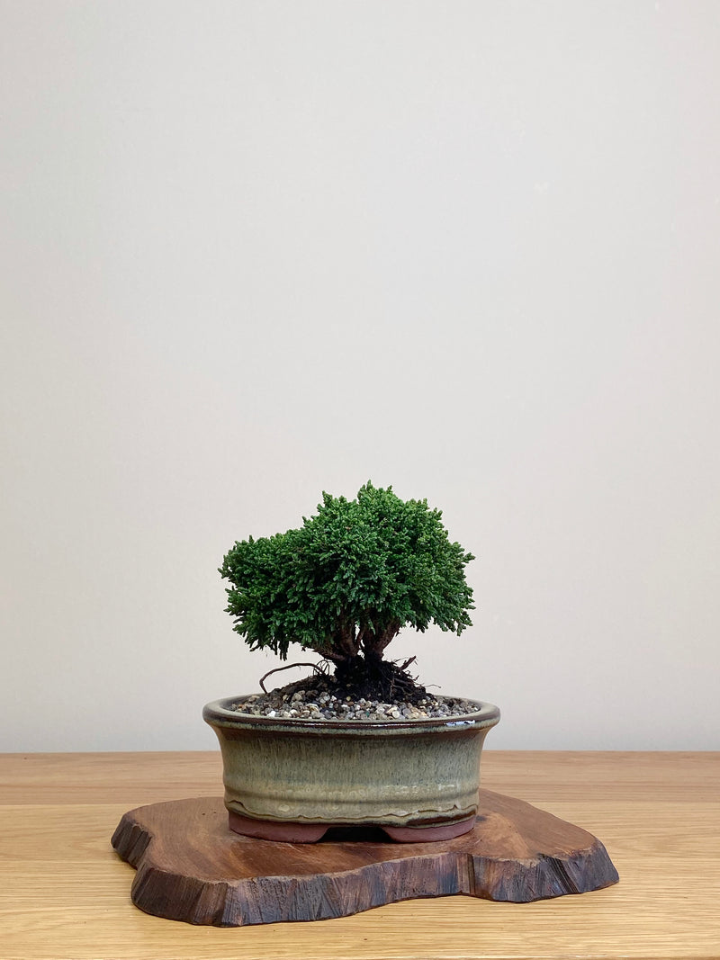 JAPANESE HINOKI CYPRESS (HC2104063)