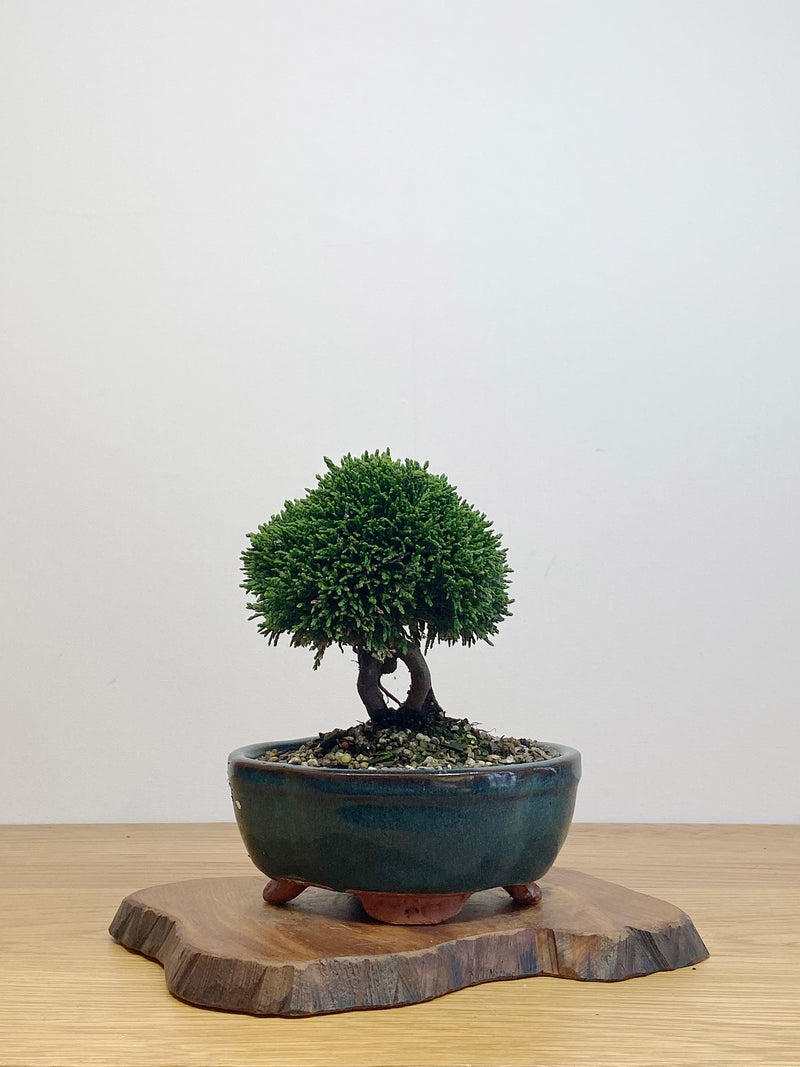 JAPANESE HINOKI CYPRESS (HC2105002)