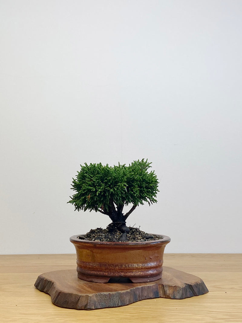 JAPANESE HINOKI CYPRESS (HC2105003)