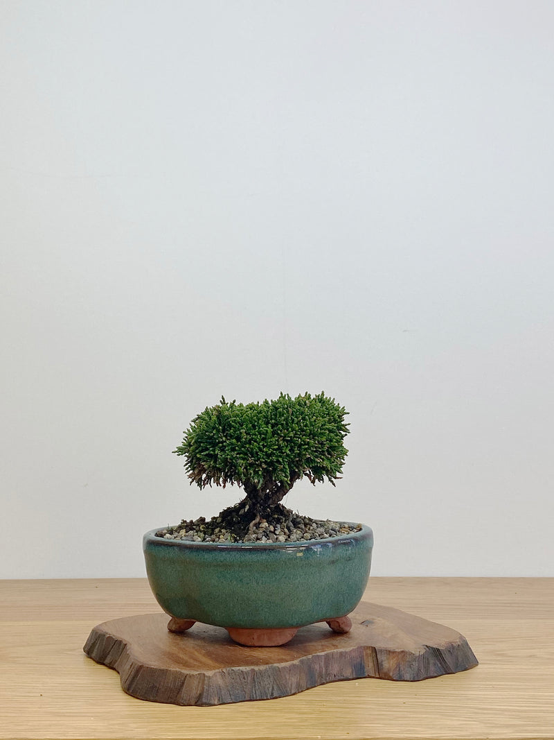JAPANESE HINOKI CYPRESS (HC2105005) - MiniGardens Bonsai New Zealand