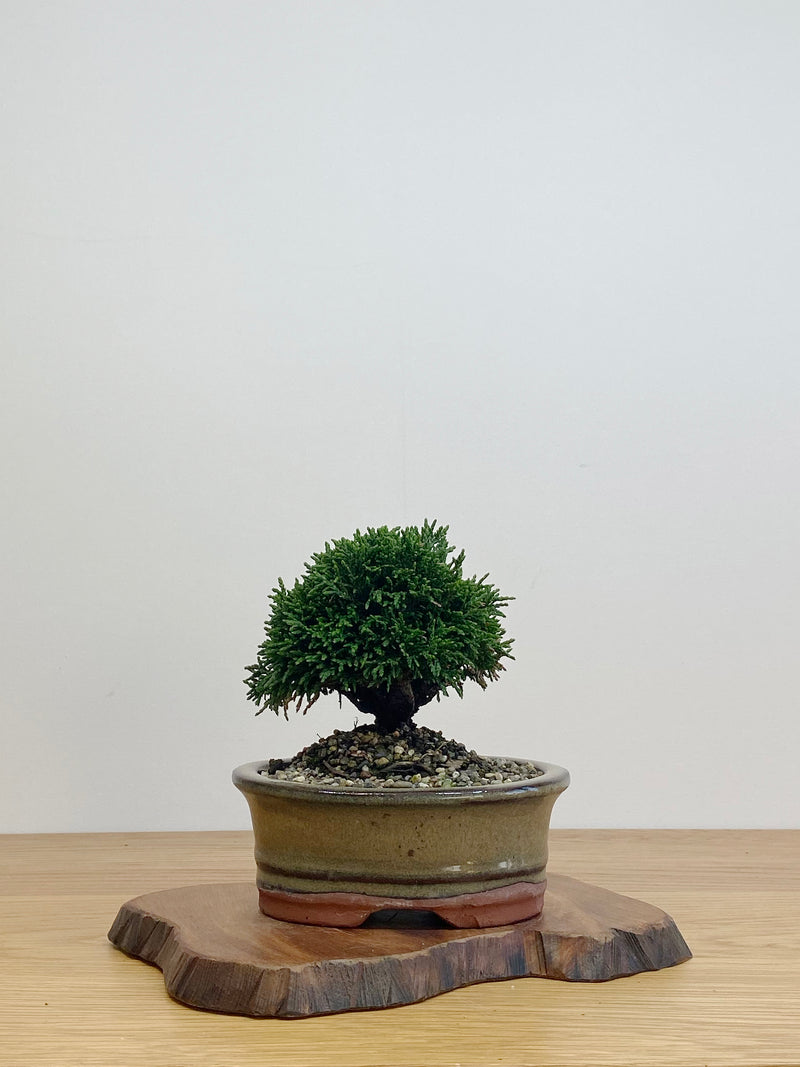 JAPANESE HINOKI CYPRESS (HC2105006)