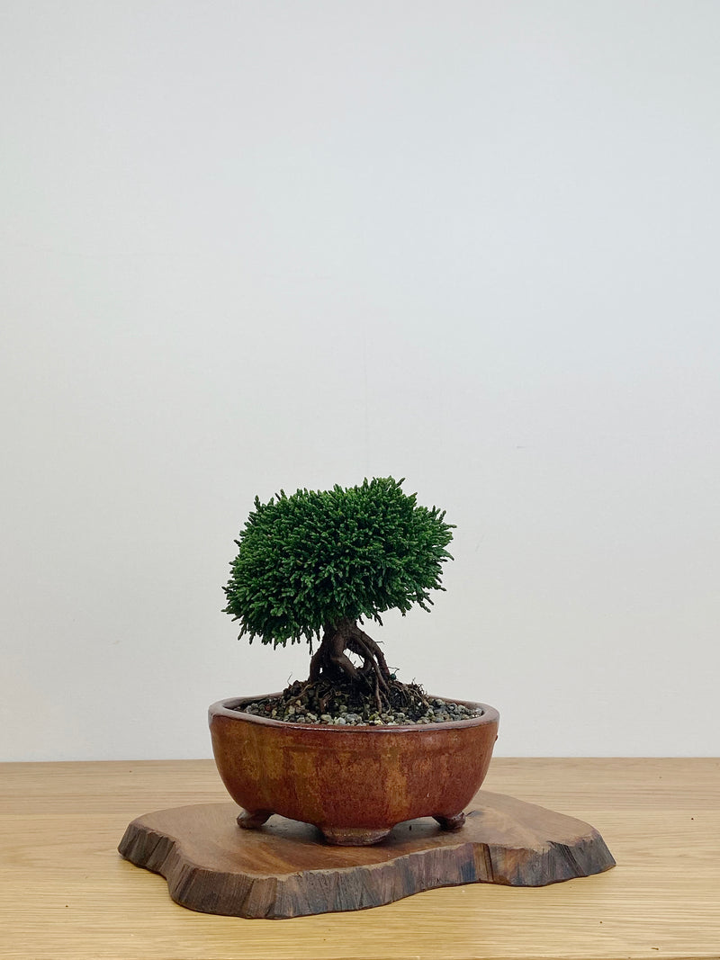 JAPANESE HINOKI CYPRESS (HC2105009)
