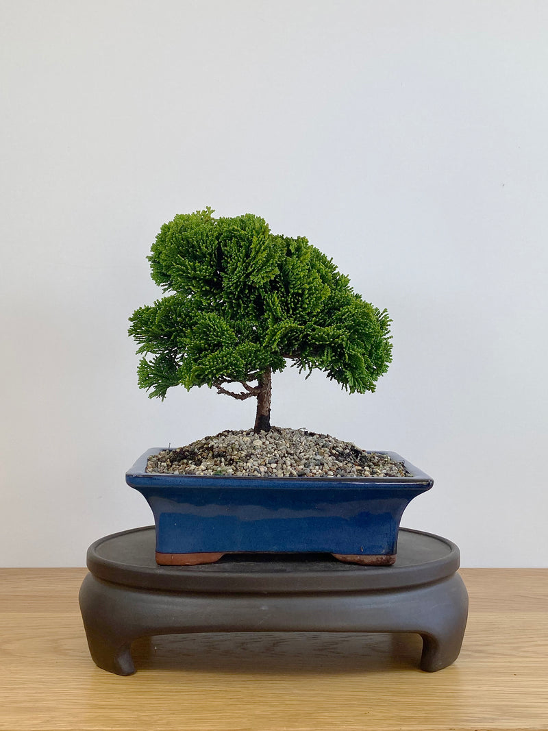 JAPANESE HINOKI CYPRESS (HC2105011)