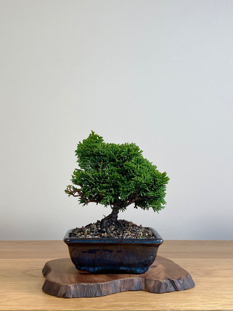JAPANESE HINOKI CYPRESS (HC2106001)