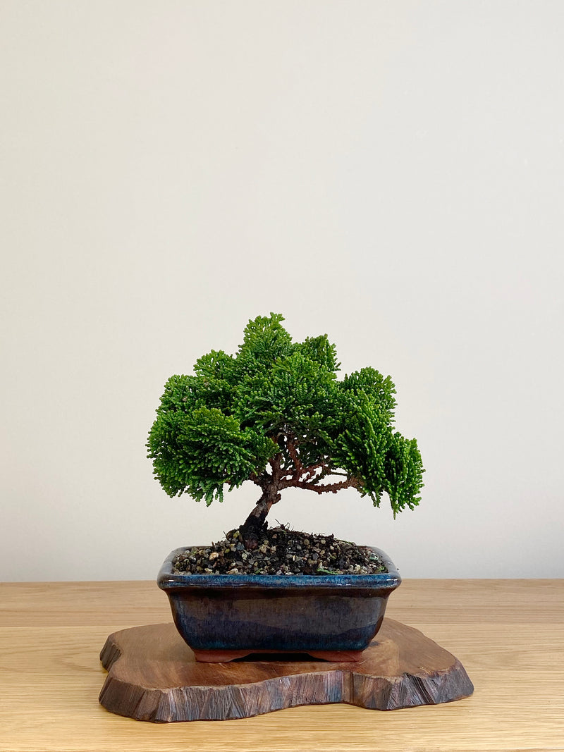 JAPANESE HINOKI CYPRESS (HC2106003)