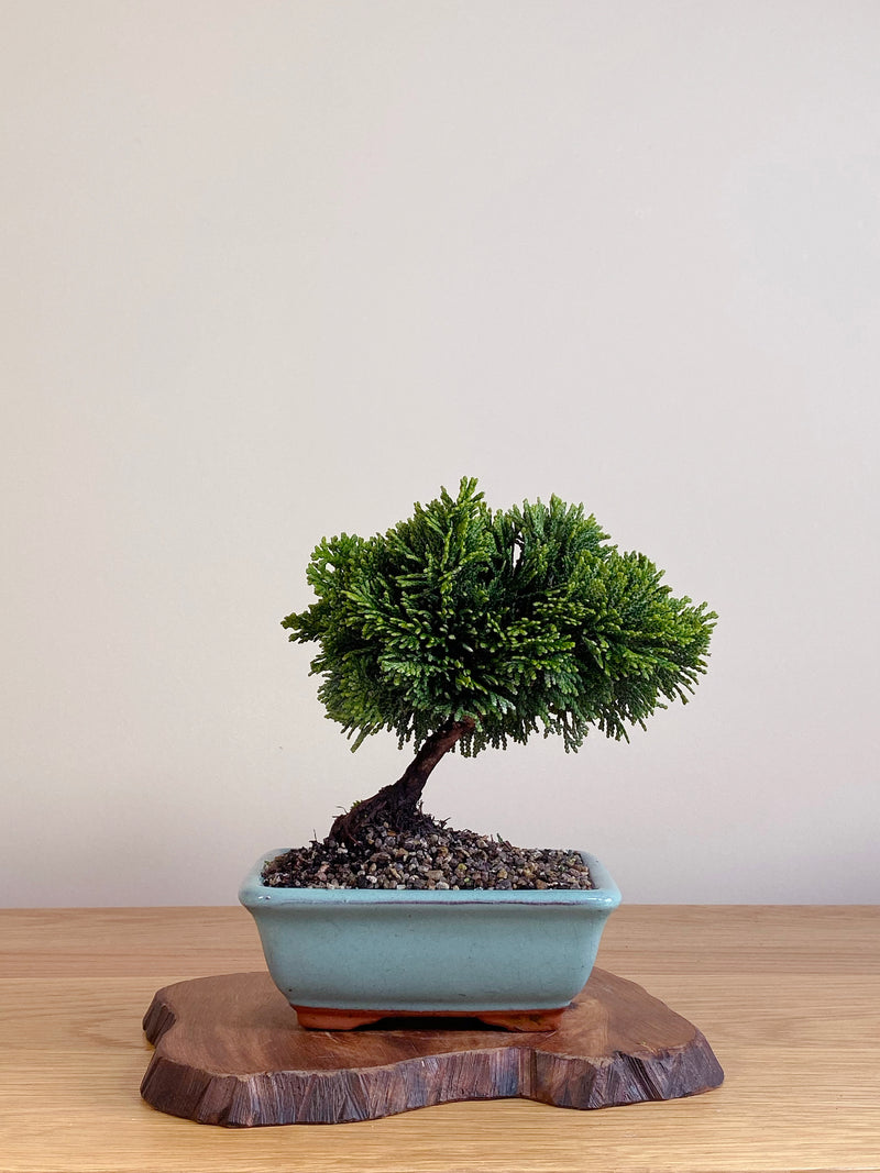 JAPANESE HINOKI CYPRESS (HC2106004)
