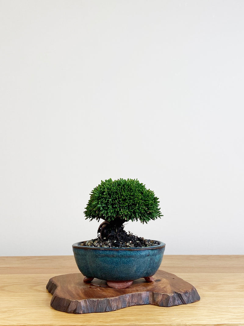 JAPANESE HINOKI CYPRESS (HC21060012)