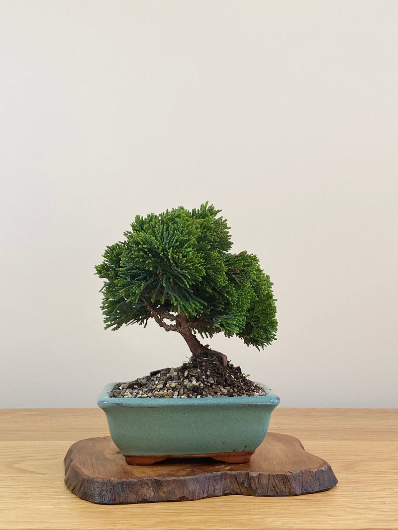 JAPANESE HINOKI CYPRESS (HC2107001)