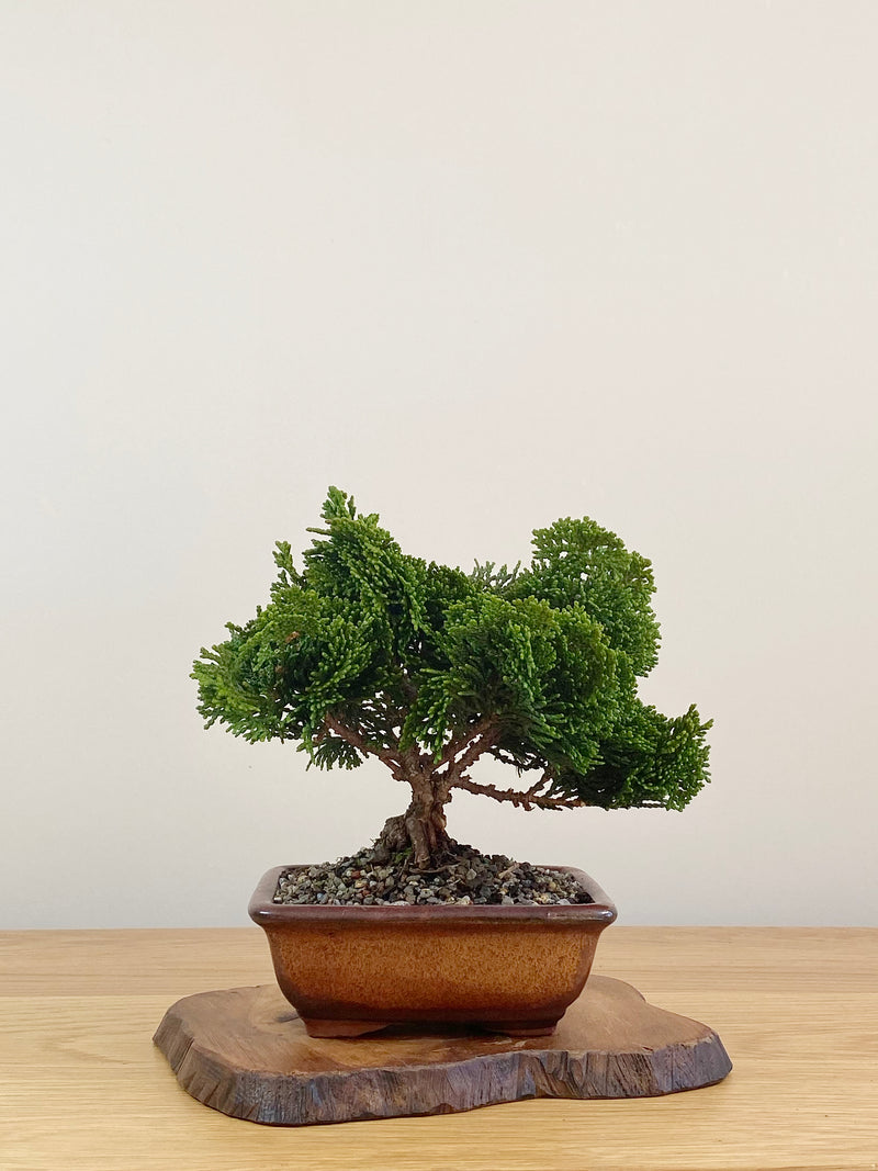 JAPANESE HINOKI CYPRESS (HC2107002)