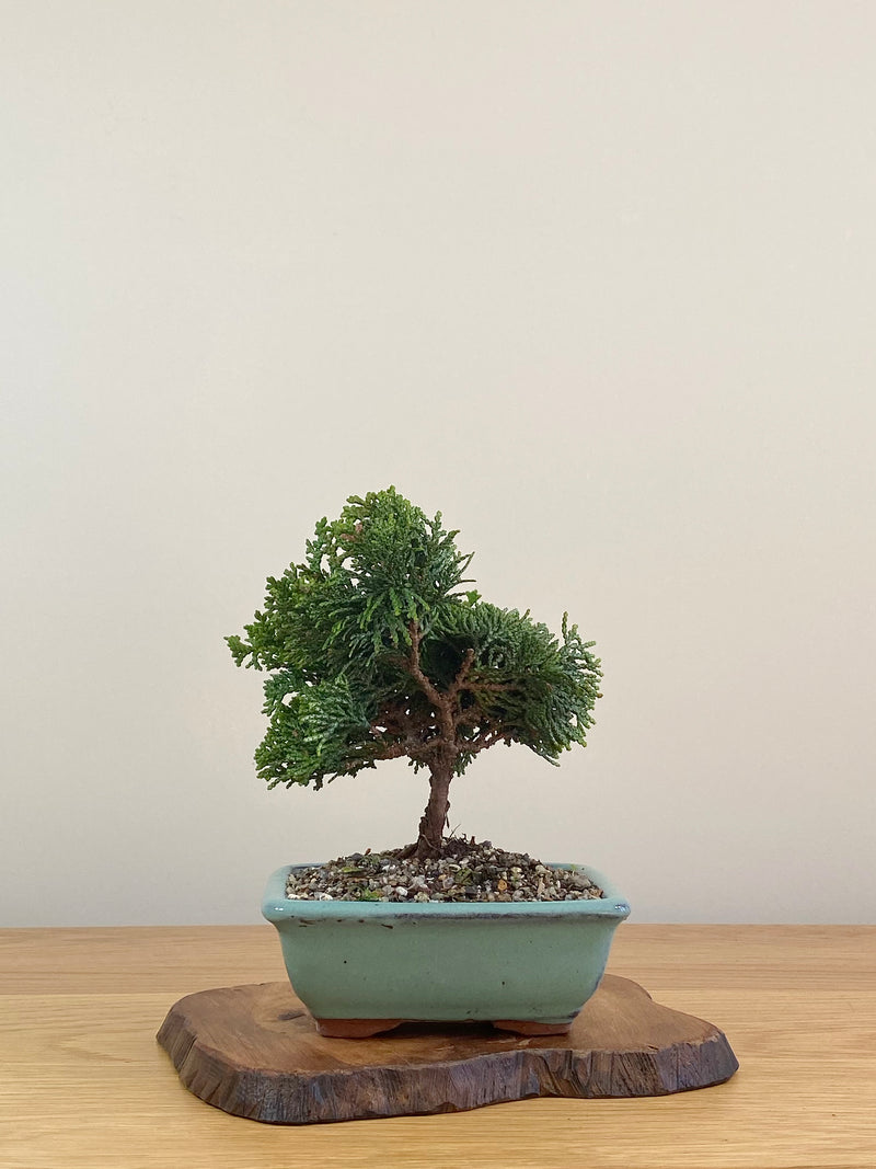 JAPANESE HINOKI CYPRESS (HC2107003)