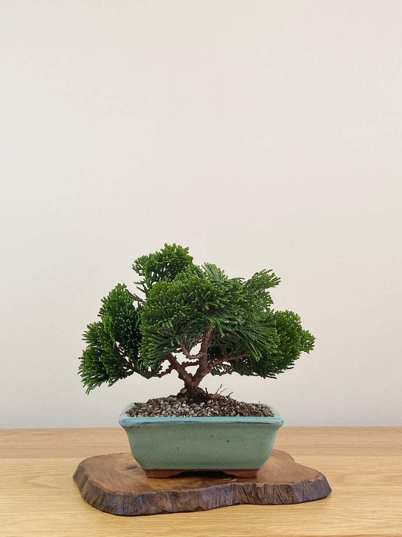 JAPANESE HINOKI CYPRESS (HC2107004)