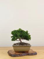 JAPANESE HINOKI CYPRESS (HC2107005)