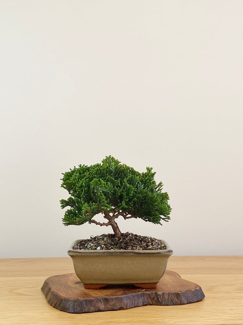JAPANESE HINOKI CYPRESS (HC2107005)