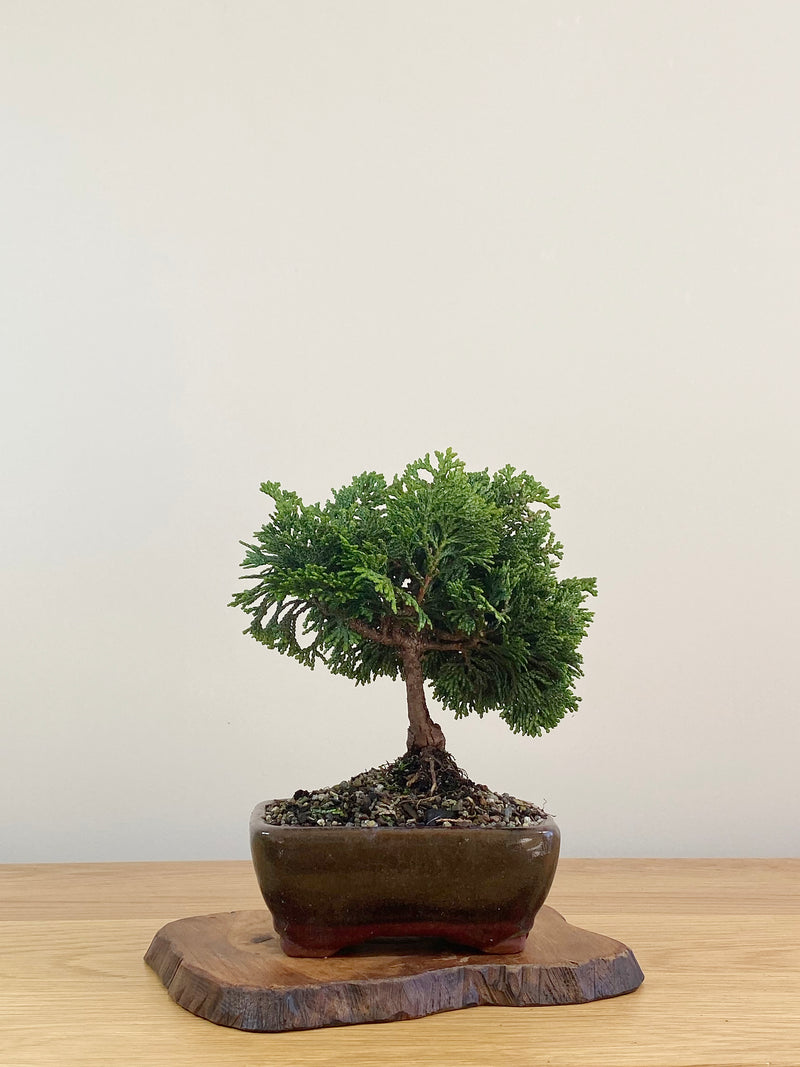 JAPANESE HINOKI CYPRESS (HC2107006)
