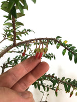 HIMALAYAN RED LANTERN - MiniGardens NZ