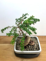 HIMALAYAN RED LANTERN - MiniGardens NZ