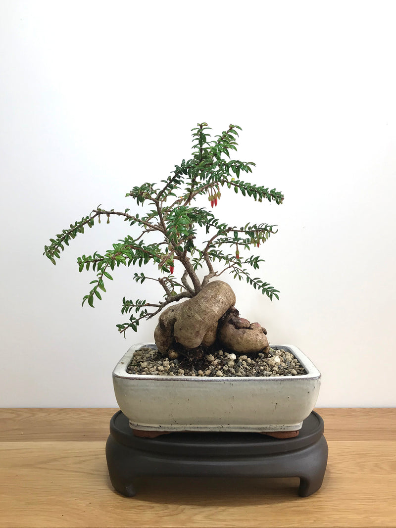 HIMALAYAN RED LANTERN - MiniGardens NZ