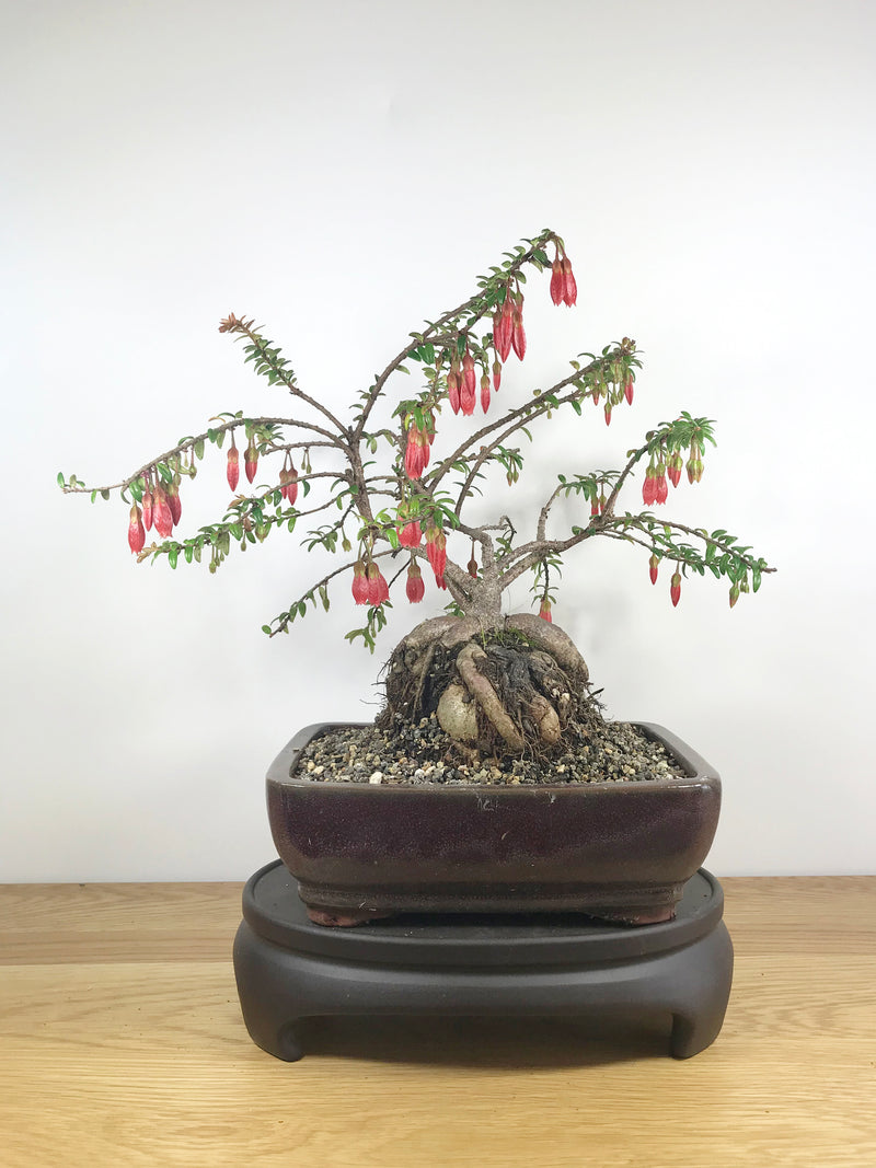 HIMALAYAN RED LANTERN (HL09001) - MiniGardens NZ