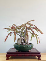 HIMALAYAN RED LANTERNS (DOME STYLE)