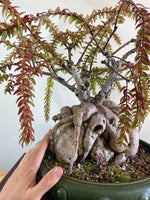 HIMALAYAN RED LANTERNS (DOME STYLE)