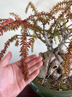 HIMALAYAN RED LANTERNS (DOME STYLE)