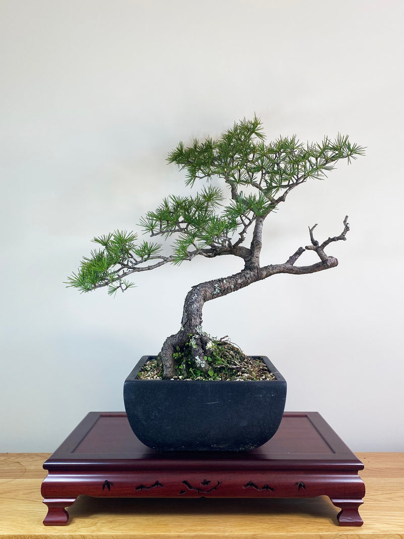 HIMALAYAN CEDAR (INFORMAL STYLE)