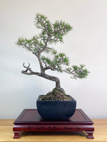 HIMALAYAN CEDAR (INFORMAL STYLE)