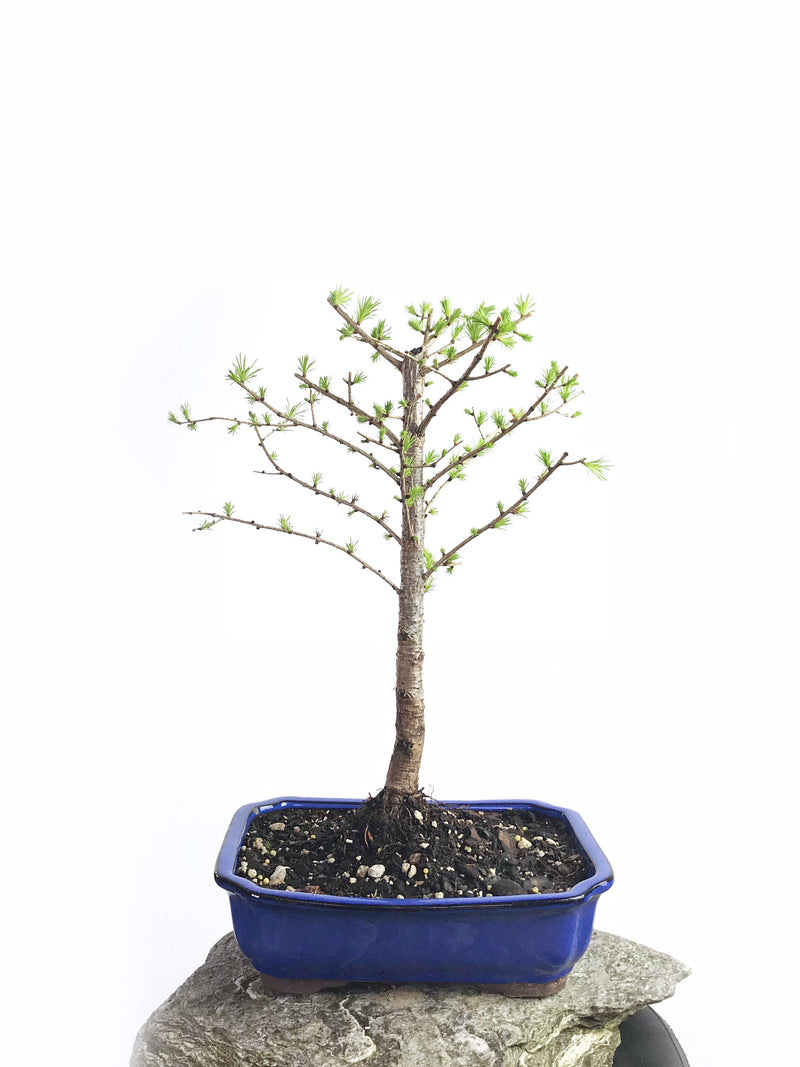 JAPANESE LARCH (LA1808002) - MiniGardens NZ